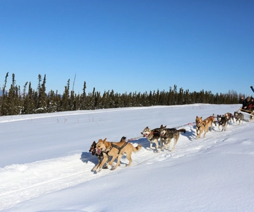 Fairbanks: 1-Hour Alaskan Winter Dog Sledding Adventure
