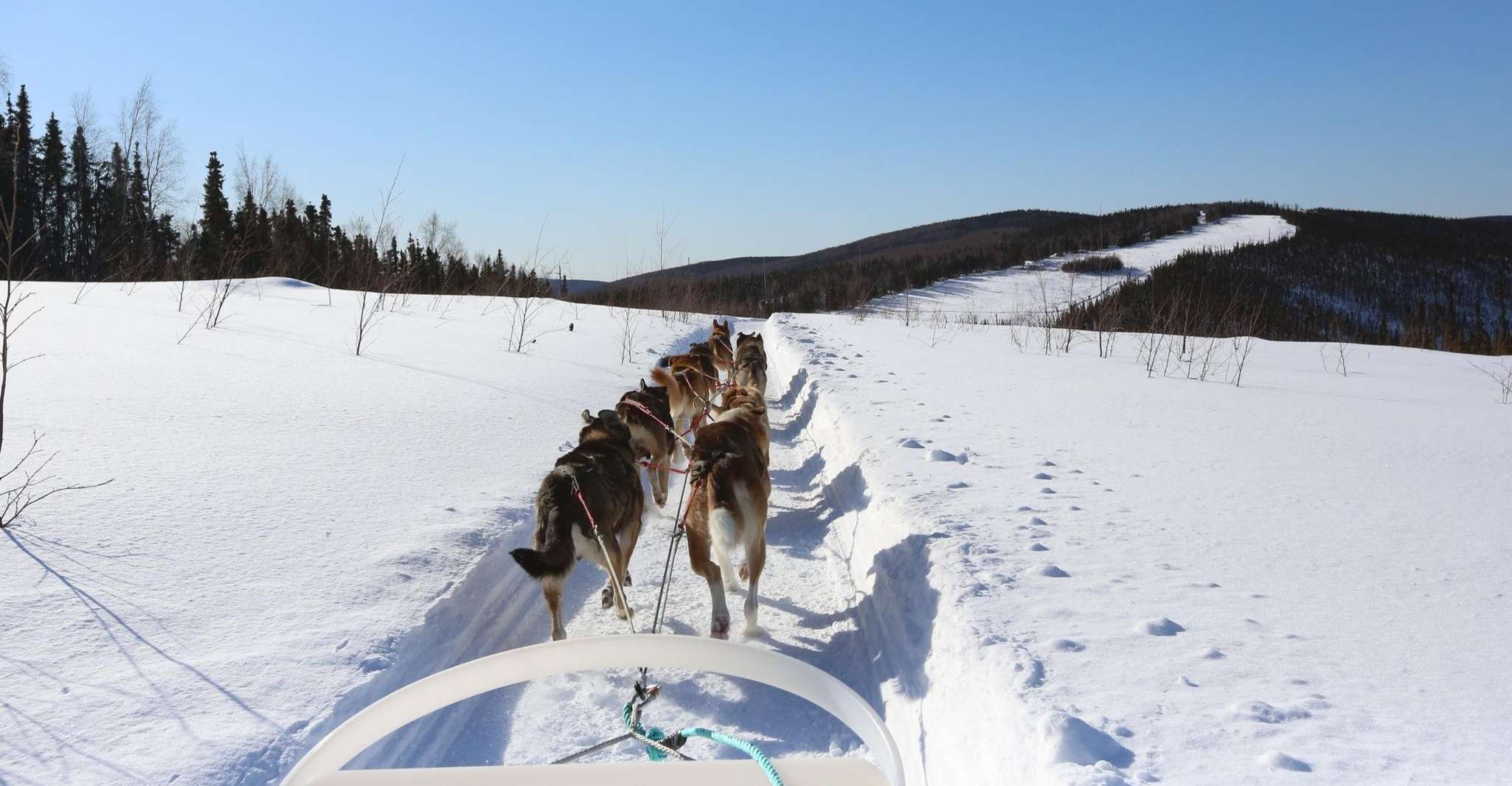 Fairbanks, 1-stündiges alaskanisches Winterhundabenteuer - Hizvo