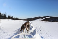 Fairbanks, 1-Hour Alaskan Winter Dog Sledding Adventure - Hizvo