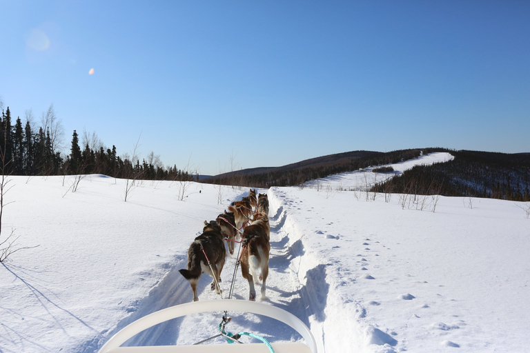 Fairbanks: Aventura invernal de 1 hora en trineo tirado por perros en AlaskaRecogida y regreso al hotel