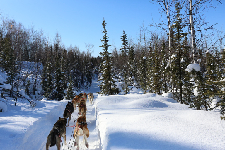 Fairbanks: Aventura invernal de 1 hora en trineo tirado por perros en AlaskaRecogida y regreso al hotel