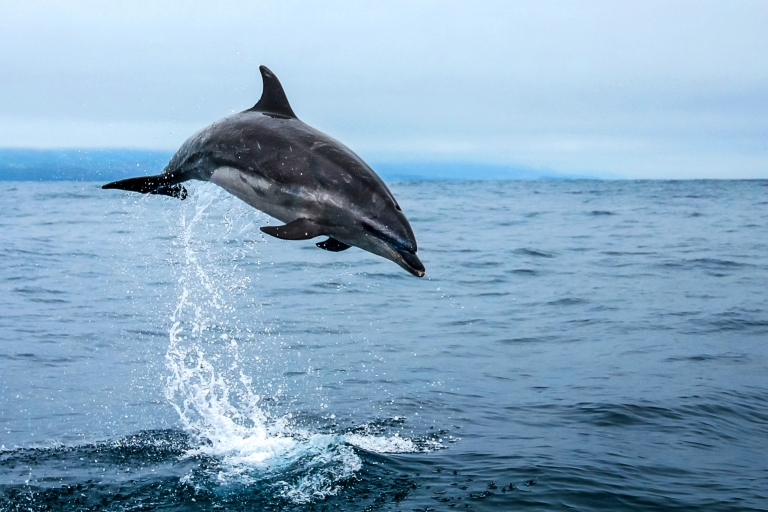 From Ponta Delgada: Whale and Dolphin Watching Trip Whale and Dolphin Watching Trip by Catamaran