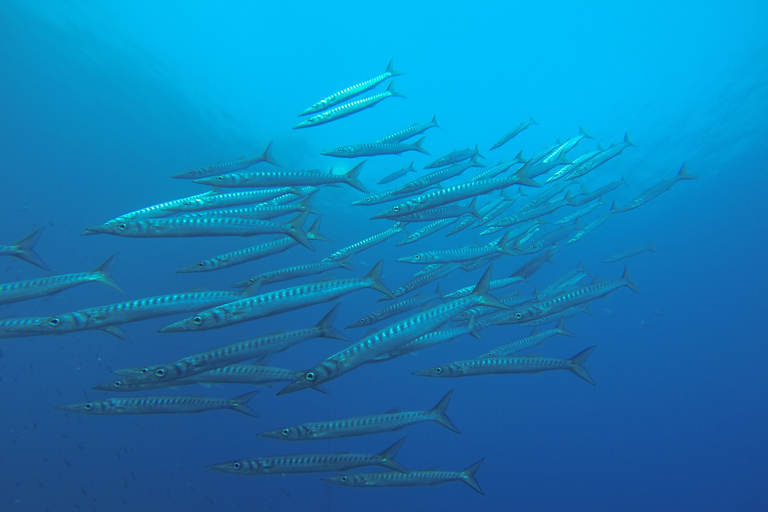 Santorini: esperienza di immersione subacquea per principianti