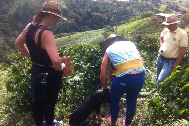 Depuis Medellin : Excursion d'une journée dans une plantation de café Jardin(Copie de) Depuis Medellin : Excursion d'une journée dans une plantation de café Jardin