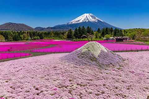 Tokyo:Cherry Blossom Mt Fuji & Shibazakura Festival Day Trip 07:30 Pick&Drop from Hotel/BnB