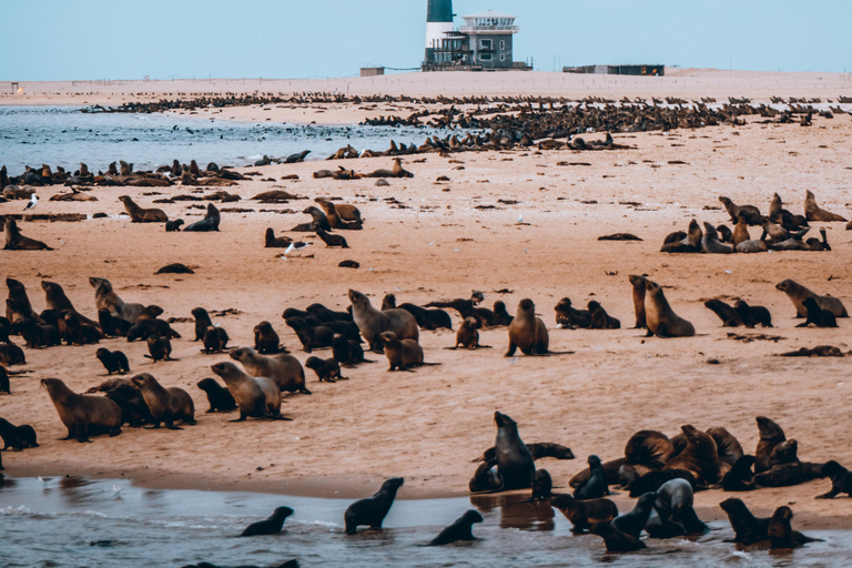 Walvis Bay: Marine Cruise with Beach Lunch