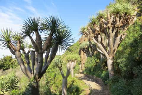 Las Palmas: Old City Private Walking Tour