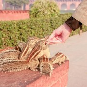 De Delhi: excursão privada ao nascer do sol do Taj Mahal e do Forte de Agra