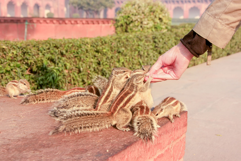 Från Delhi: Taj Mahal och Agra Fort Privat Sunrise TourTur med AC-bil, förare, guide och inträdesavgifter