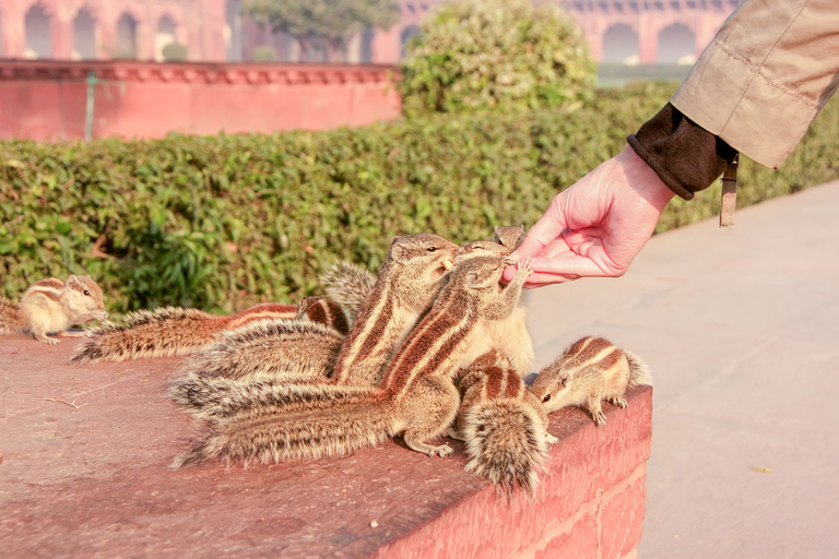 Taj Mahal y Agra: tour privado al amanecer desde DelhiTour privado con tasas de entrada