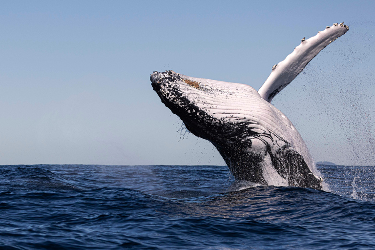 Gold Coast/Coolangatta: Whale Watching with Marine Biologist