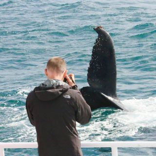Augusta: Whale Watching Tour