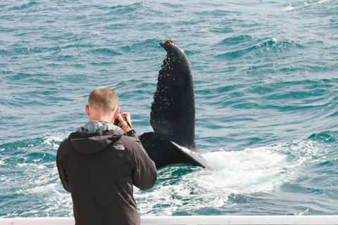 Augusta: Excursión de avistamiento de ballenas