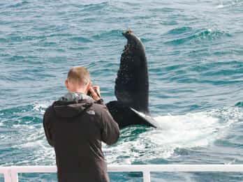 Augusta: Whale Watching Tour