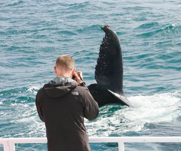 Augusta: Whale Watching Tour