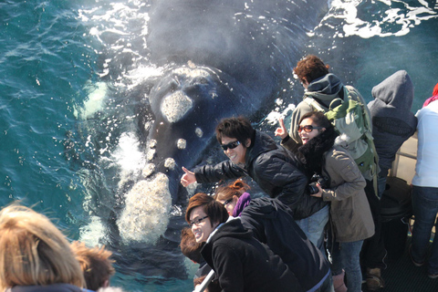 Augusta: Excursión de avistamiento de ballenas