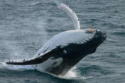 Augusta: Whale Watching Tour