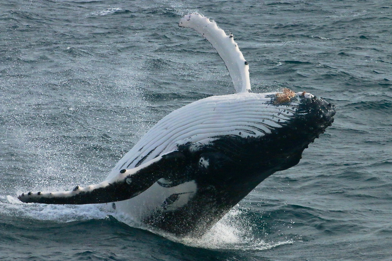 Augusta: Excursión de avistamiento de ballenas