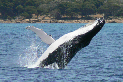 Augusta: Excursión de avistamiento de ballenas