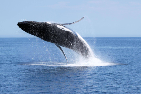 Augusta: Whale Watching Tour