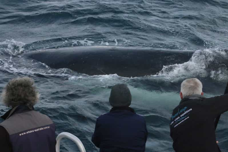 Augusta: Whale Watching Tour | GetYourGuide