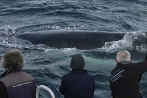 Augusta: Whale Watching Tour