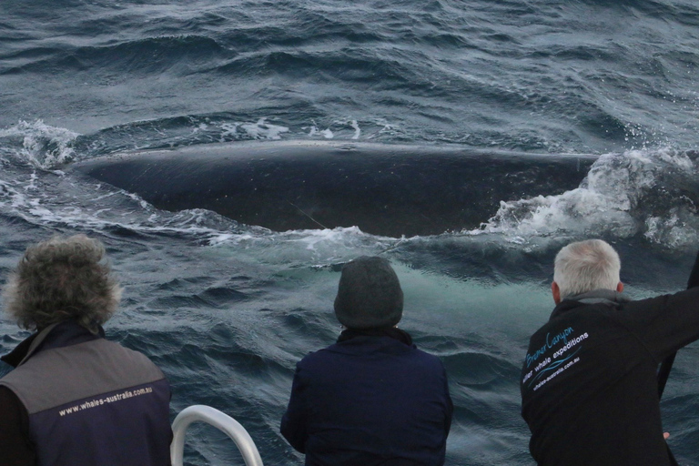 Augusta : Observation des baleinesAugusta : Excursion d'observation des baleines