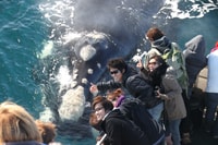 Dunsborough, Tournée d'observation des baleines - Hizvo