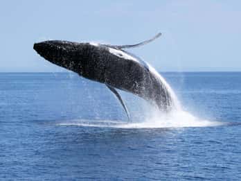 Dunsborough: Tour di osservazione delle balene