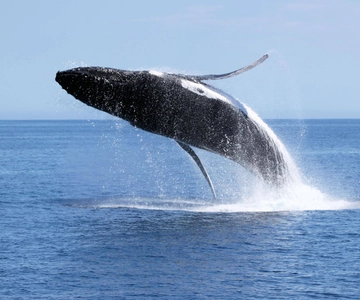 Dunsborough: Whale Watching Tour
