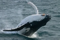 Dunsborough, Tournée d'observation des baleines - Hizvo
