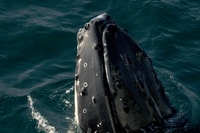 Dunsborough, Tournée d'observation des baleines - Hizvo
