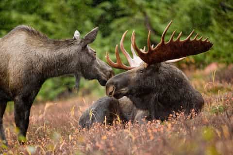 rovaniemi wild moose safari