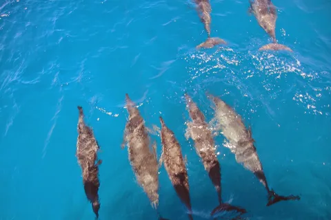 Fernando de Noronha: tour in catamarano con pasto e trasferimento