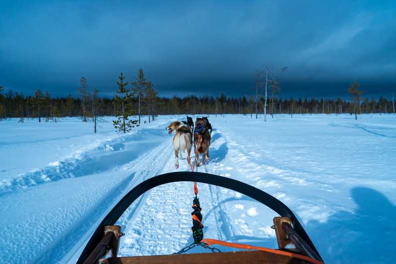 ロヴァニエミ 雪国でのハスキー犬のソリのツアー ロバニエミ フィンランド Getyourguide