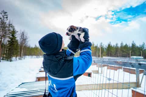 rovaniemi husky safari on a snowy trail