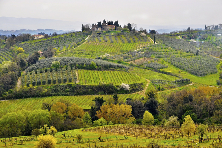 Vanuit Florence: dagtrip Pisa, Siena & San Gimignano + lunchEngels, Italiaans, Spaans volledige groep met lunch & Siena