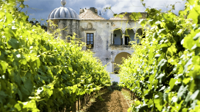 de lisboa excursão adega e degustação gastronômica