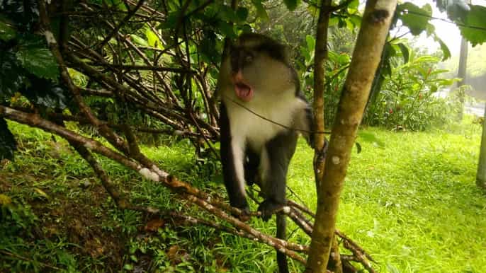grenada halfday unspoiled tropical island experience
