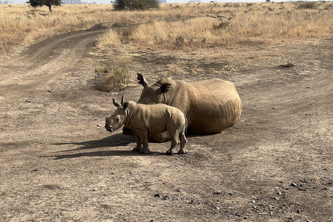 Nairobi-Nationalpark Ganz- oder Halbtagestour mit GuideNairobi National Park Halbtagestour mit Guide