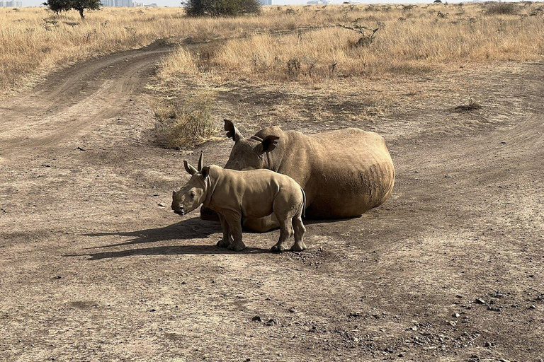 Nairobi National Park Full or Half-Day Tour with Guide Nairobi National Park Half-Day Tour with Guide