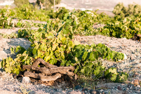 Santorin: visite de trois vignobles et d'une brasserie avec dégustationsVisite privée