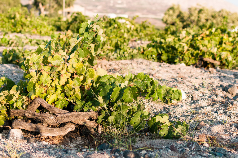 Santorini: Three Wineries and One Brewery Tour with Tastings Private Tour