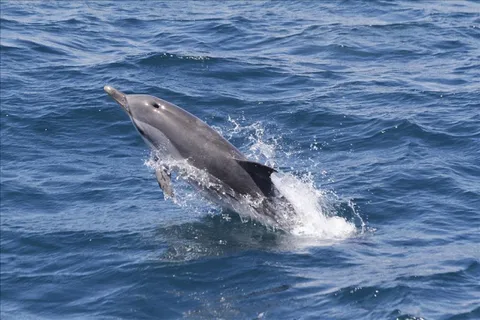Viagem de 1 dia para observação de golfinhos em Gibraltar a partir de Sevilha