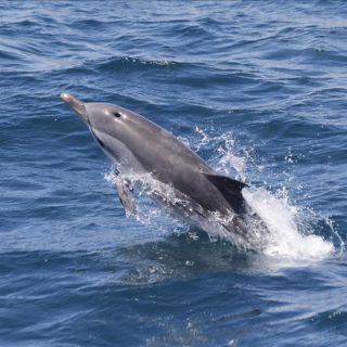 Из Севильи: однодневная поездка с наблюдением за дельфинами в Гибралтаре
