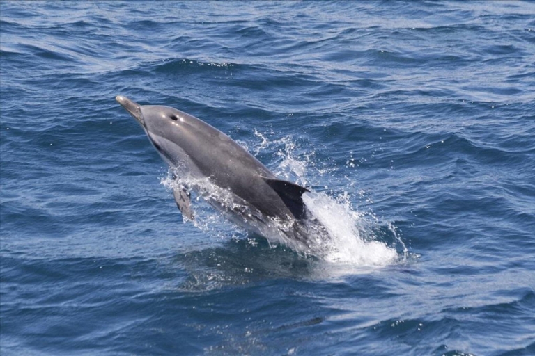 Z Sewilli: jednodniowa wycieczka z obserwacją delfinów na Gibraltarze