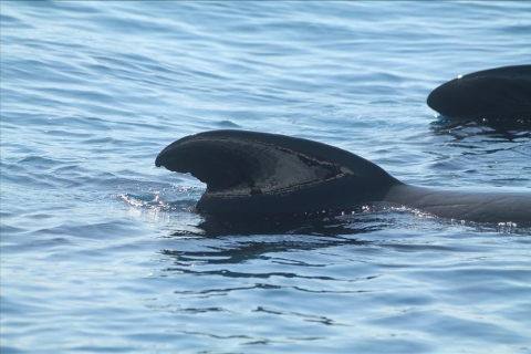 Ab Sevilla: Tagesausflug zur Delfinbeobachtung von Gibraltar