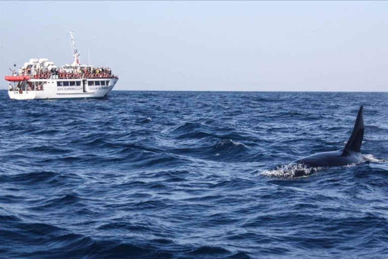 Vanuit Sevilla: dagtrip dolfijnen kijken Gibraltar