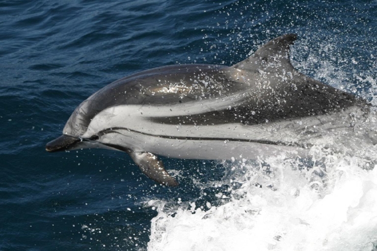 Desde Sevilla: excursión de un día para observar los delfines de Gibraltar