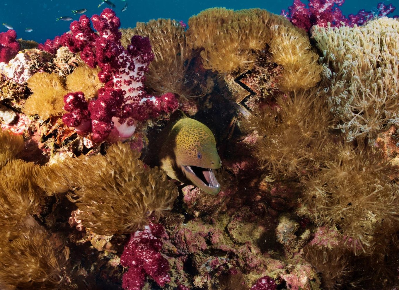 Townsville eller Magnetic Island: Dagstur til Yongala Wreck Dive